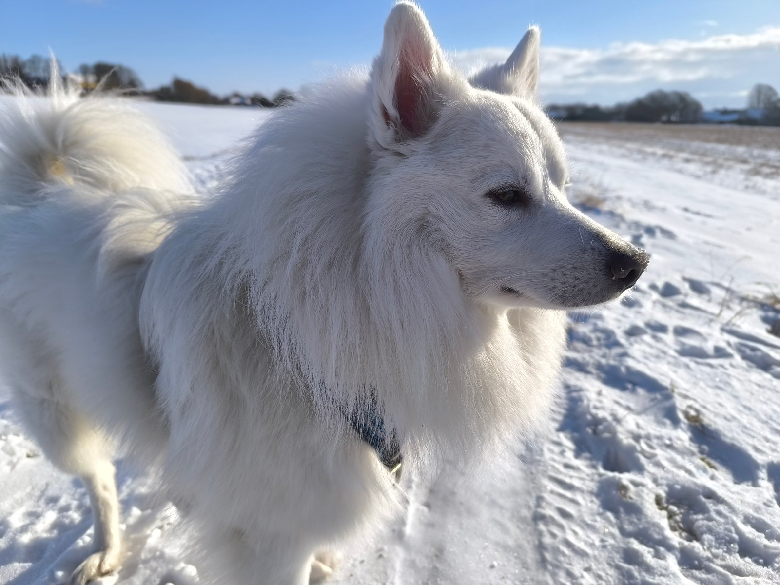 Foto af Yuki